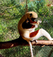 /album/fotogaleria-madagaskar-zajazd-vy-a-my1/madagaskar-zajazd-70-jpg2/